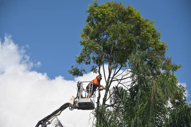 Best Hedge Trimming  in USA